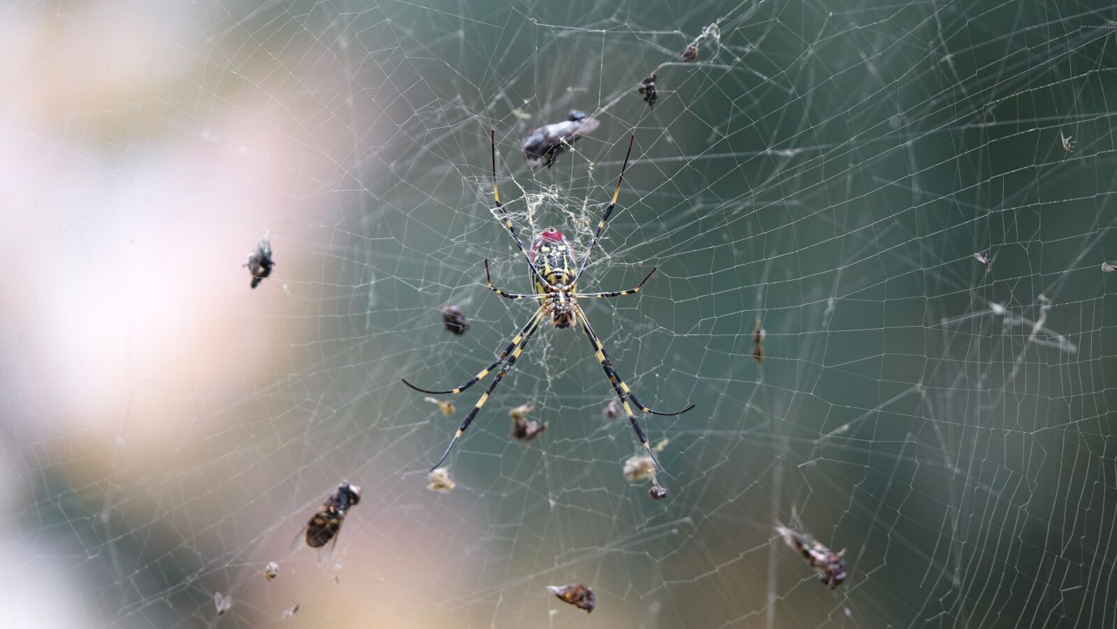 Sony Cyber-shot DSC-RX10 III sample photo. Spider, predators, affix photography