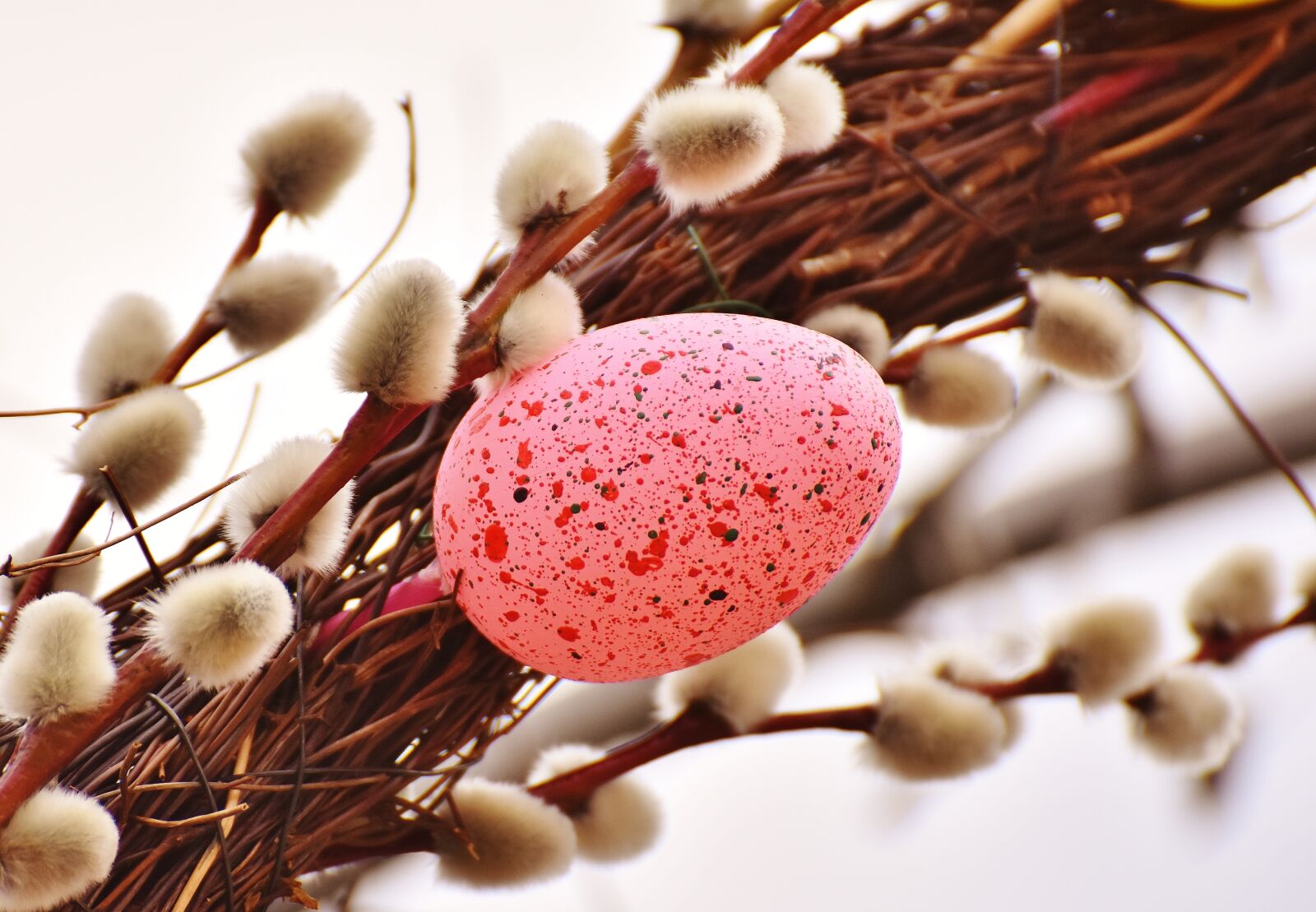 Nikon D7200 sample photo. Willow catkin, spring, easter photography