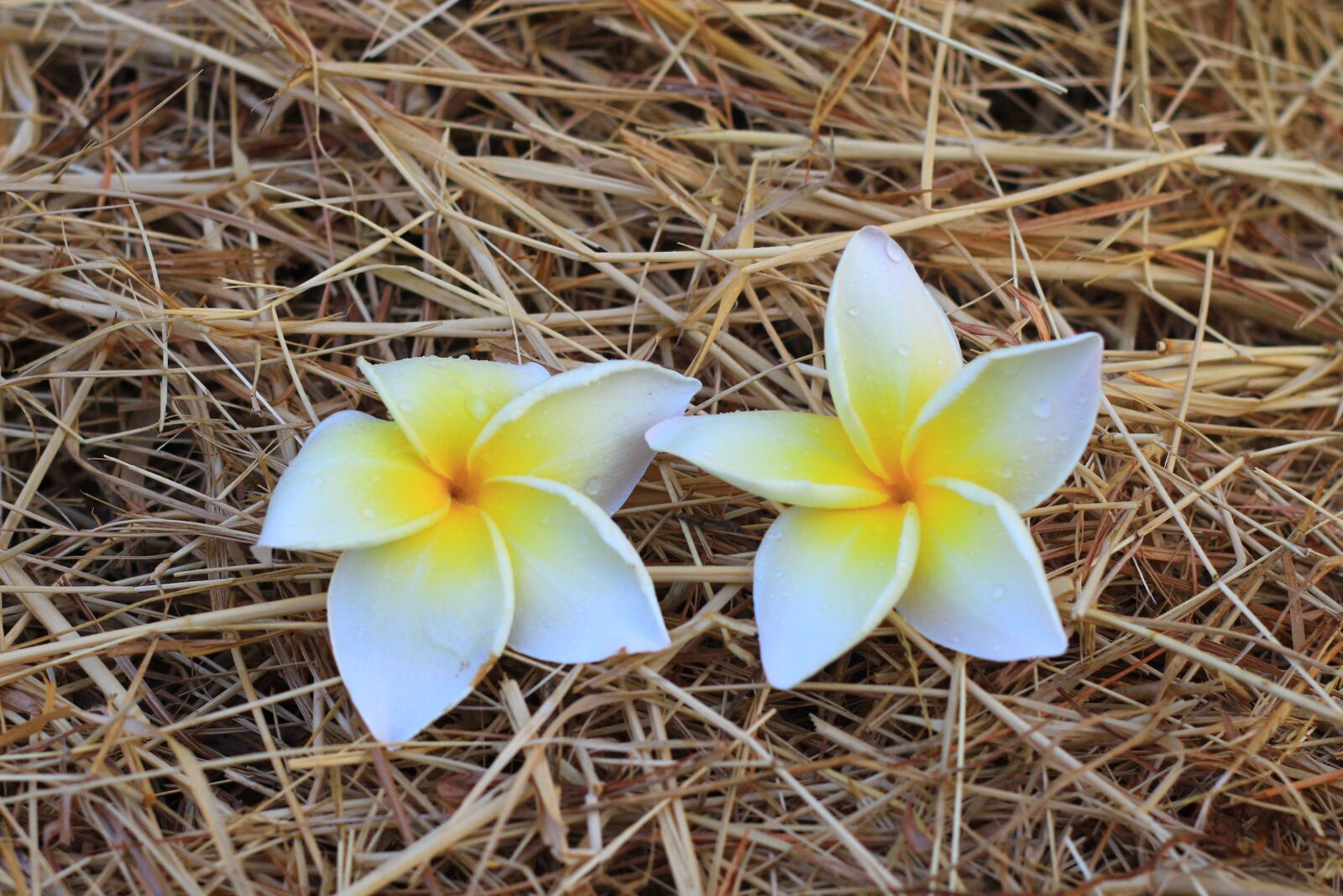 Canon EOS 60D + Canon EF 50mm F1.8 II sample photo. Flowers, morning, in the photography