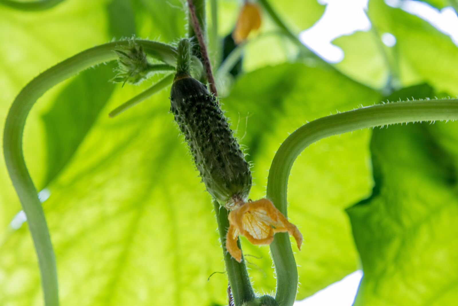 Canon EF 24-105mm F4L IS II USM sample photo. Cucumbers, vegetables, food photography