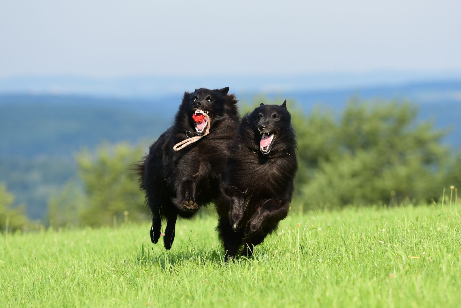Nikon D750 sample photo. Dogs, play, race photography