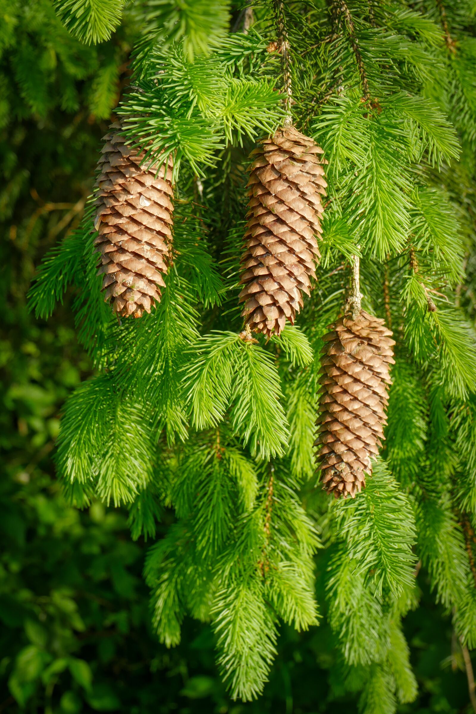 Panasonic Lumix DMC-GX8 sample photo. Pine cones, christmas time photography