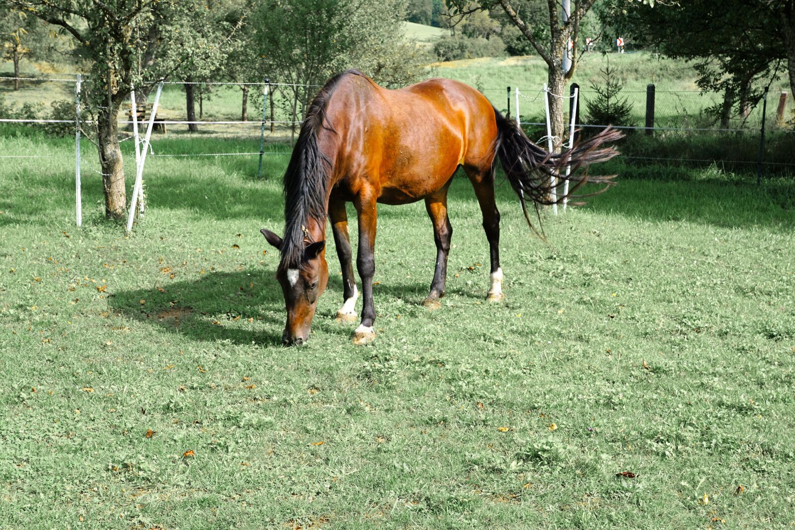 Sony ILCA-77M2 + Sony DT 16-50mm F2.8 SSM sample photo. Horses, mold, eye photography