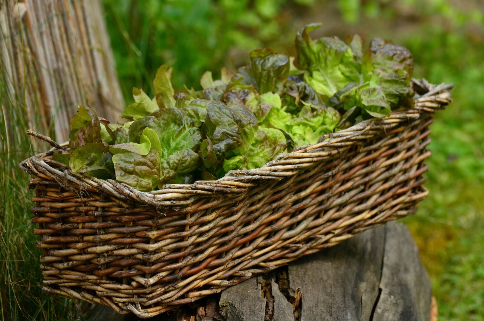 Nikon D5100 sample photo. Salad, leaf lettuce, bio photography