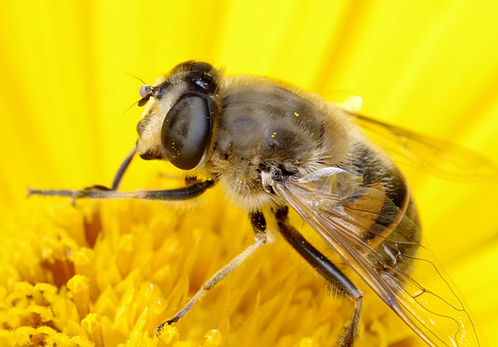 Pentax K-S2 sample photo. Mucha, camouflage, bee photography
