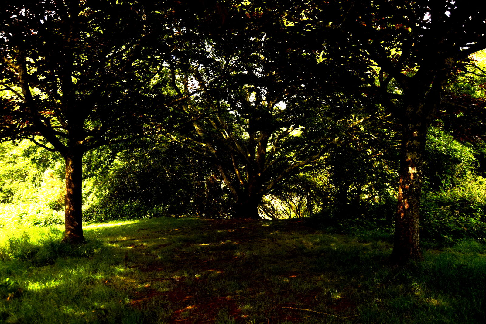 Nikon D3300 sample photo. Forest, shadow photography