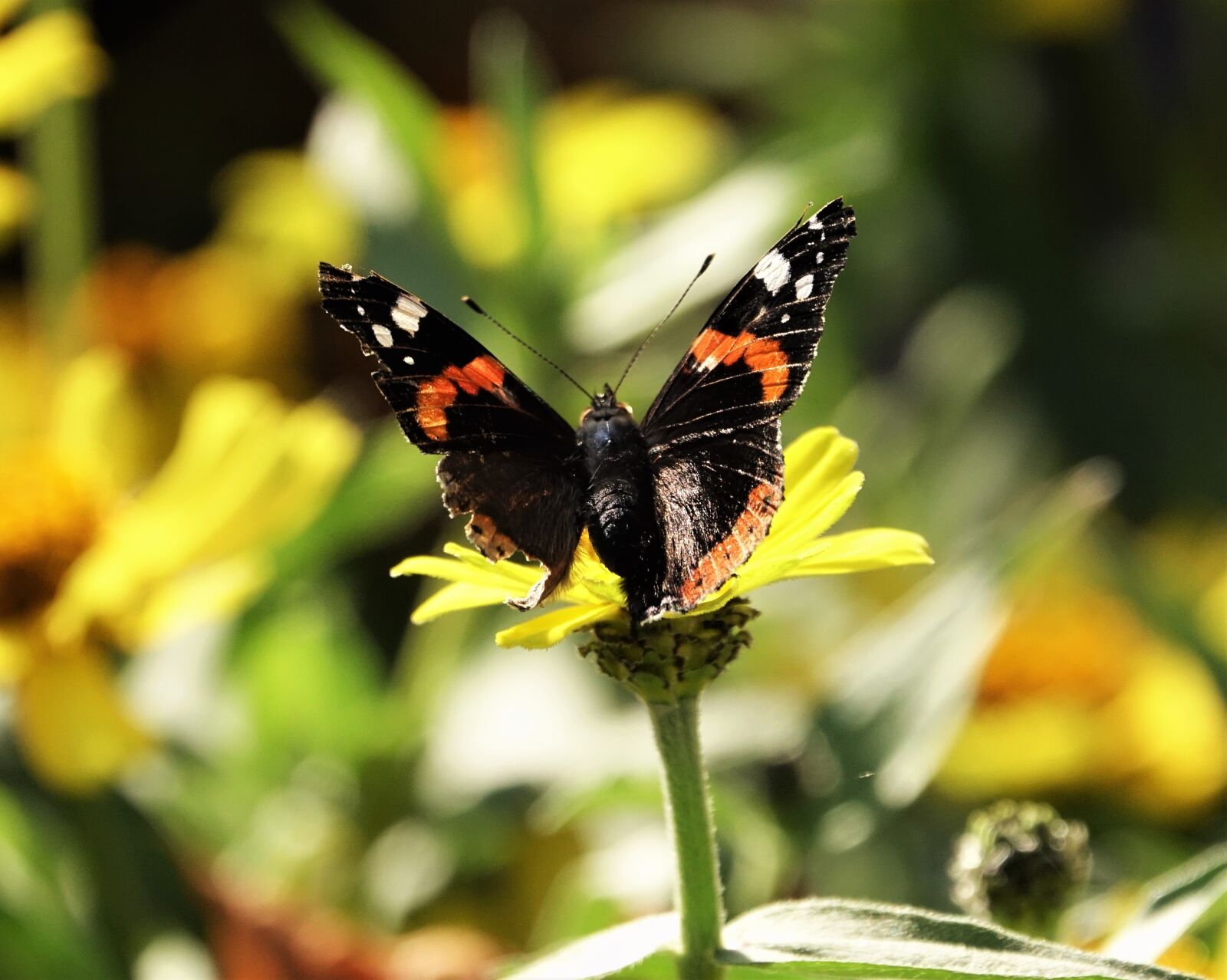 Sony Cyber-shot DSC-RX10 III sample photo. Butterfly, admiral, animal photography
