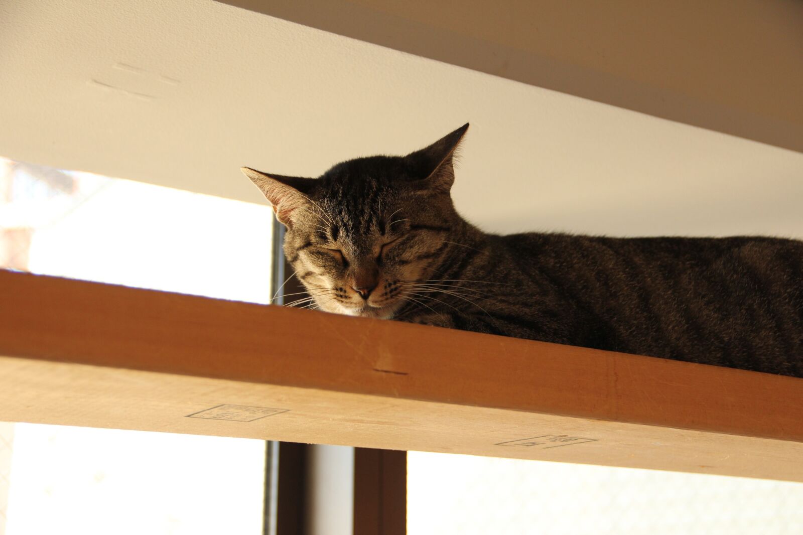 Canon EOS 550D (EOS Rebel T2i / EOS Kiss X4) sample photo. Cat, her sleeping face photography