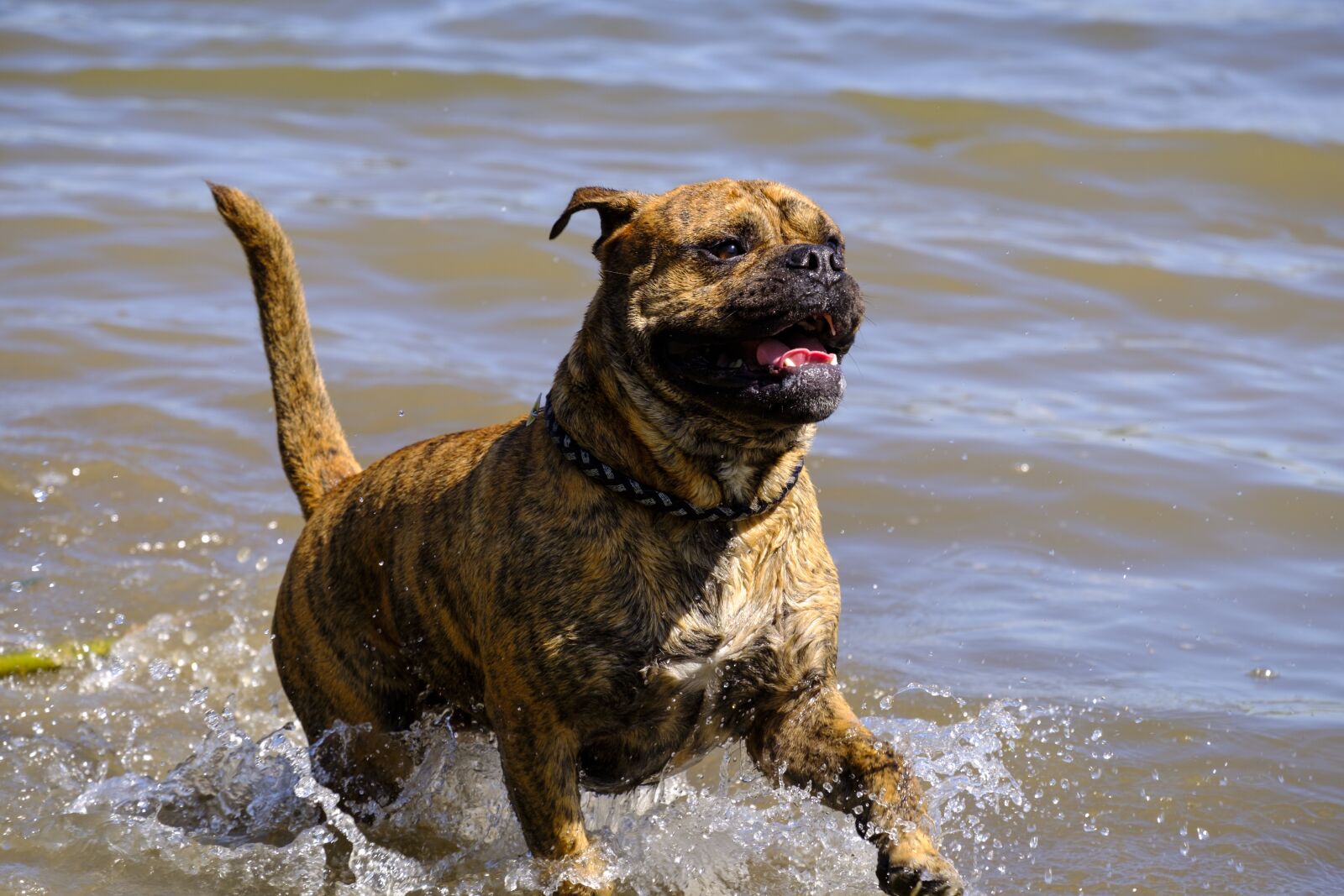 Fujifilm X-T2 + Fujifilm XF 55-200mm F3.5-4.8 R LM OIS sample photo. Dog, swim, water photography