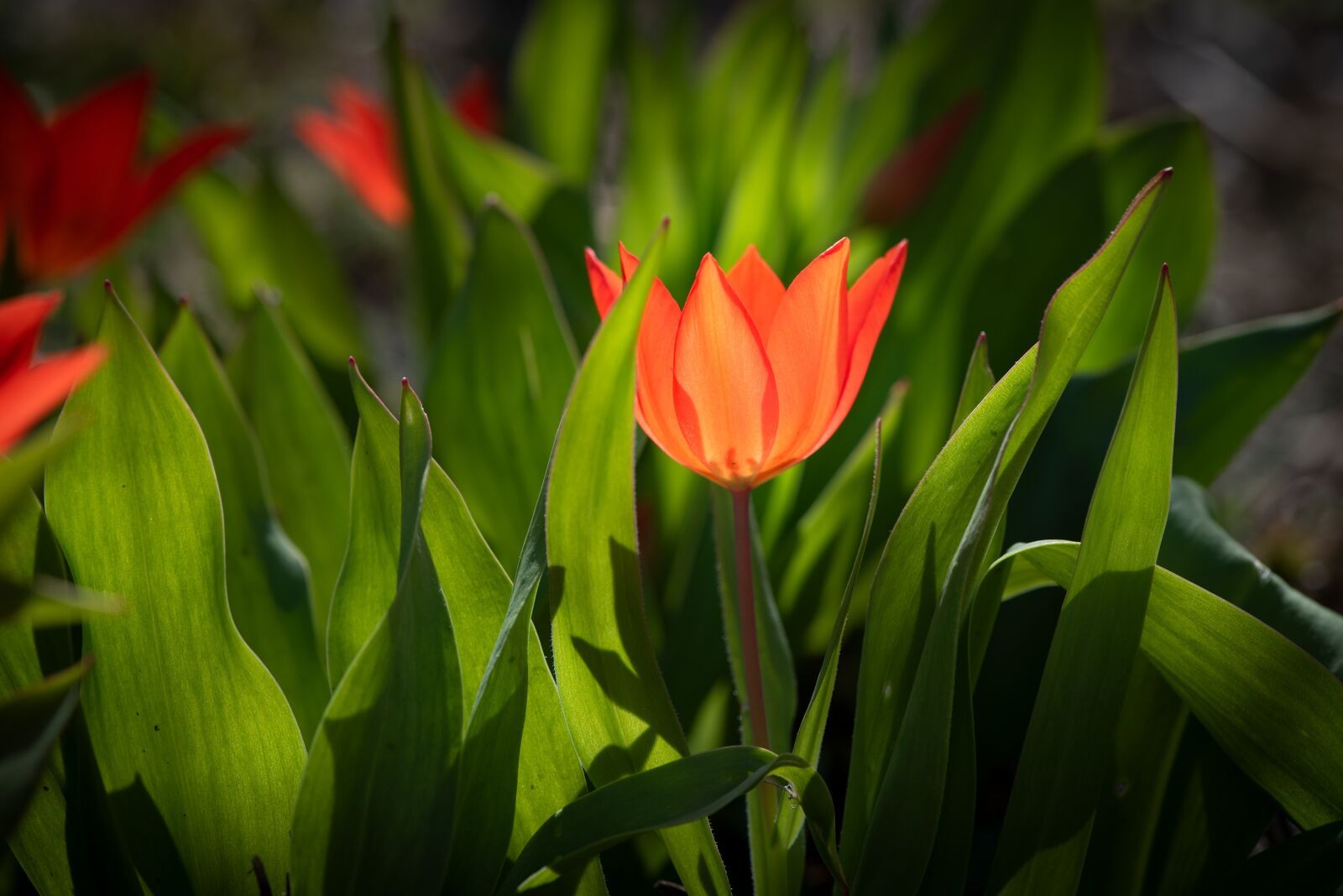 Nikon D750 sample photo. Tulip, small tulip, red photography