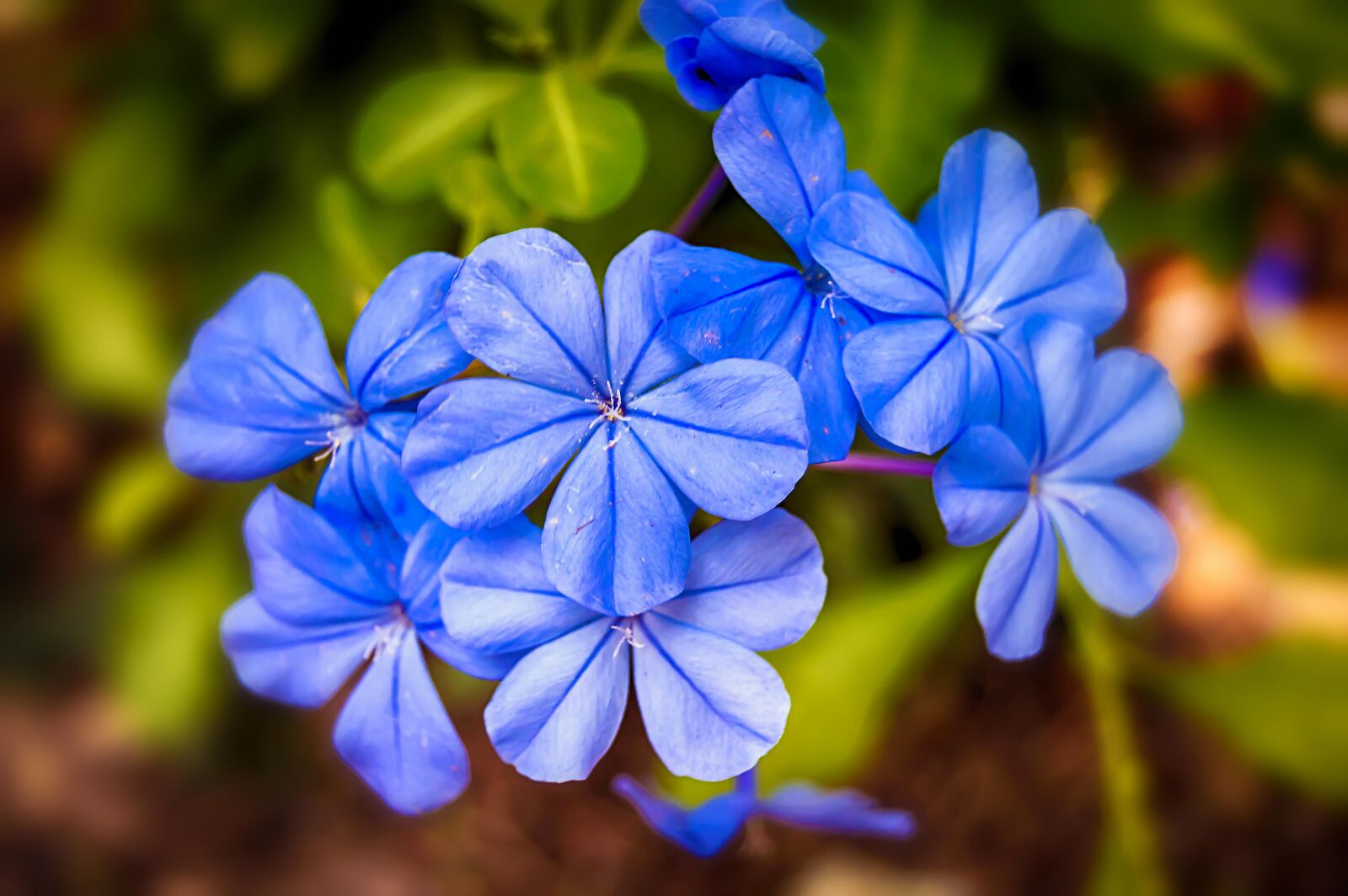 Nikon D3200 sample photo. Jasmine blue, jasmine, blue photography