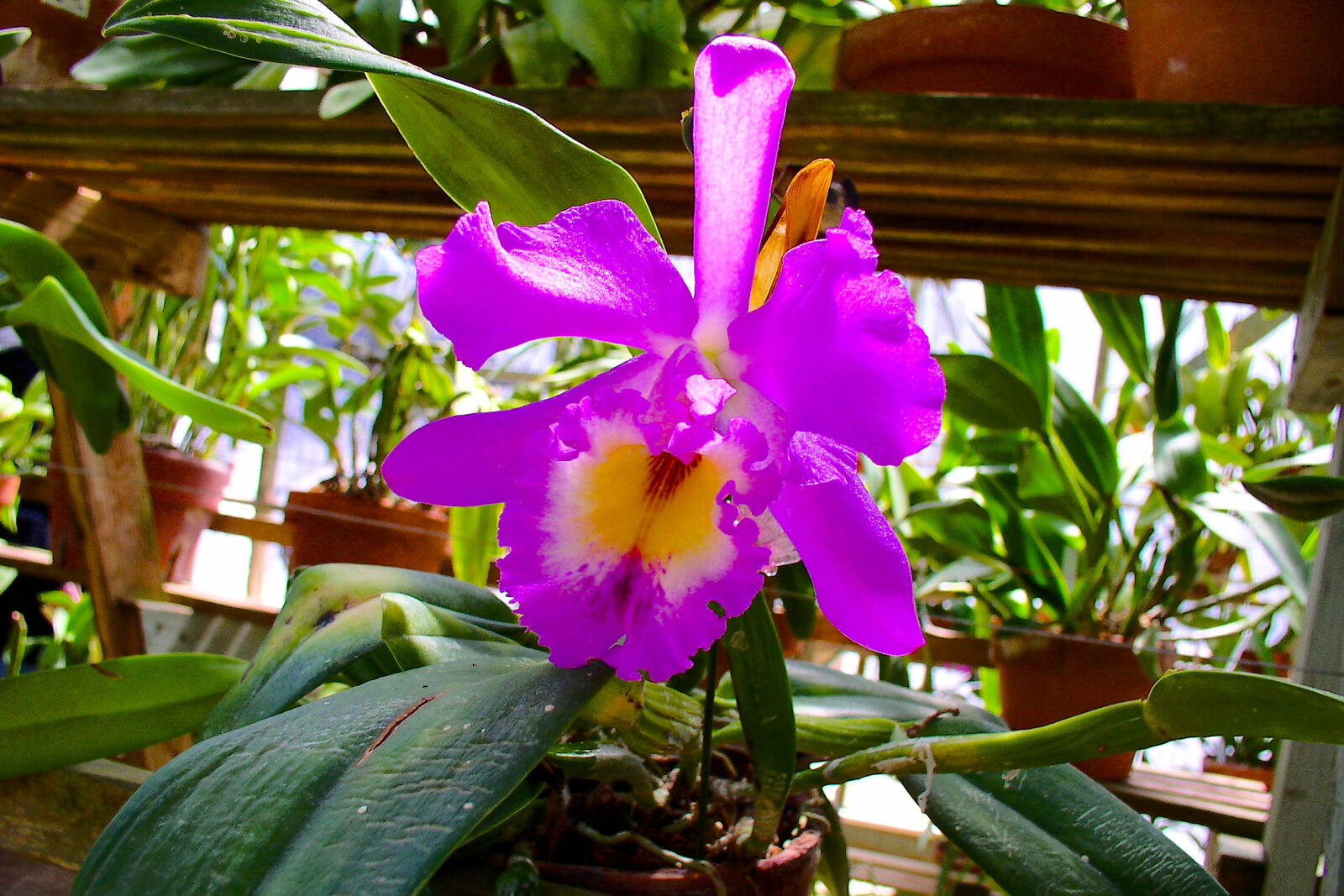 Olympus C4100Z,C4000Z sample photo. Botanical, corpuschristi, flora, flowers photography