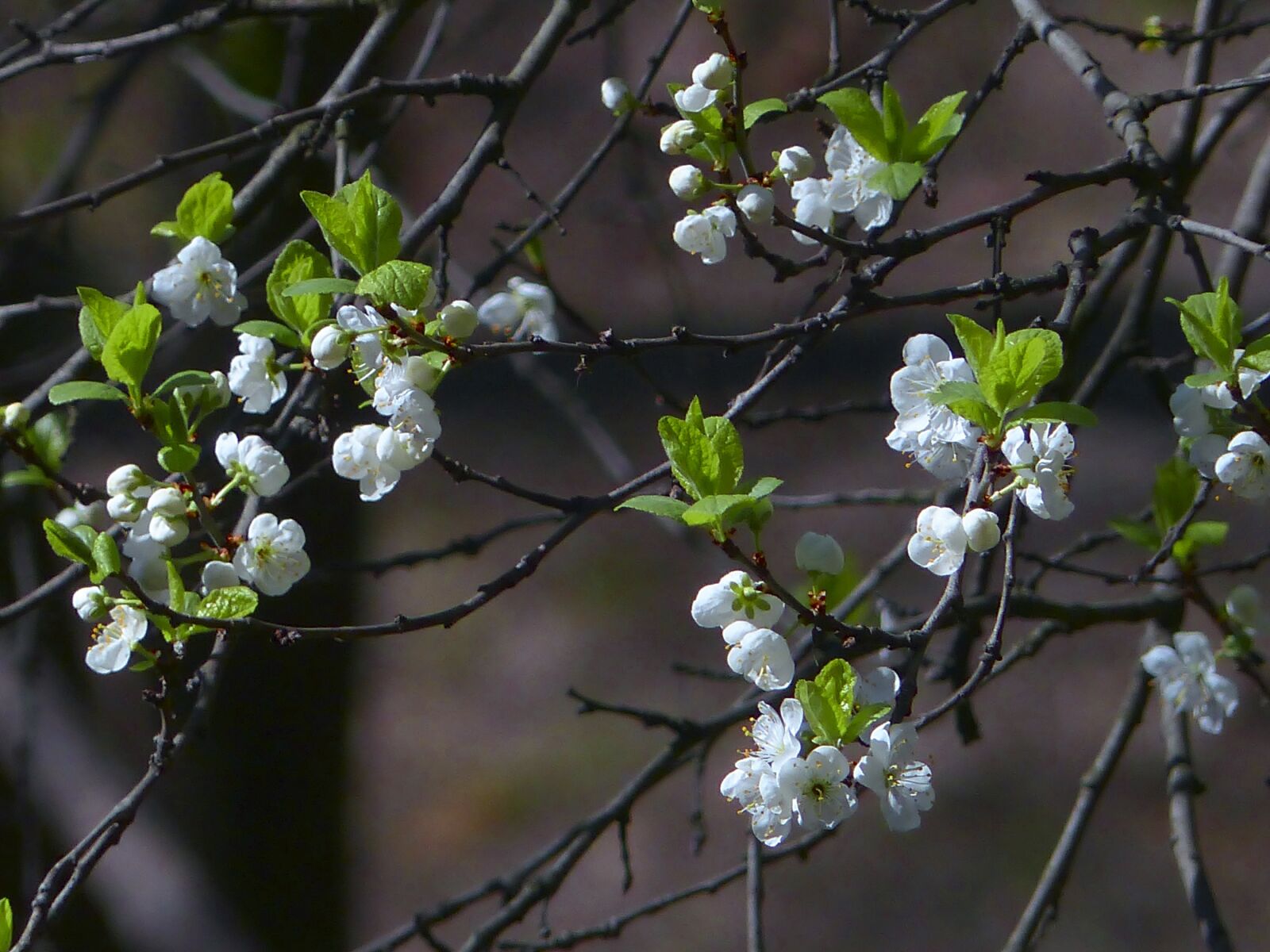 Panasonic Lumix DMC-FZ200 sample photo. Spring, bloom, flowers photography