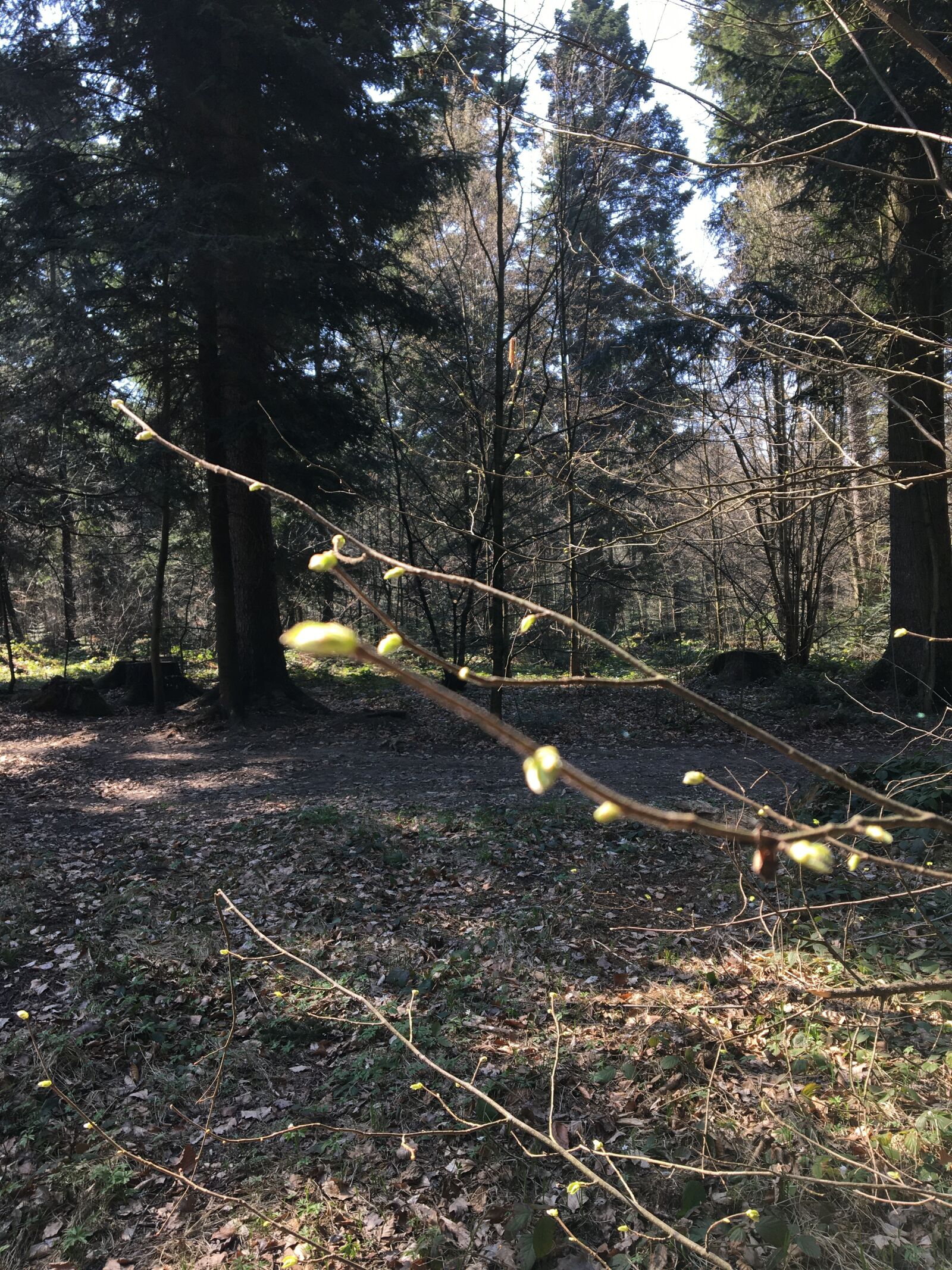 Apple iPhone 6s sample photo. Forest, tree, spring photography