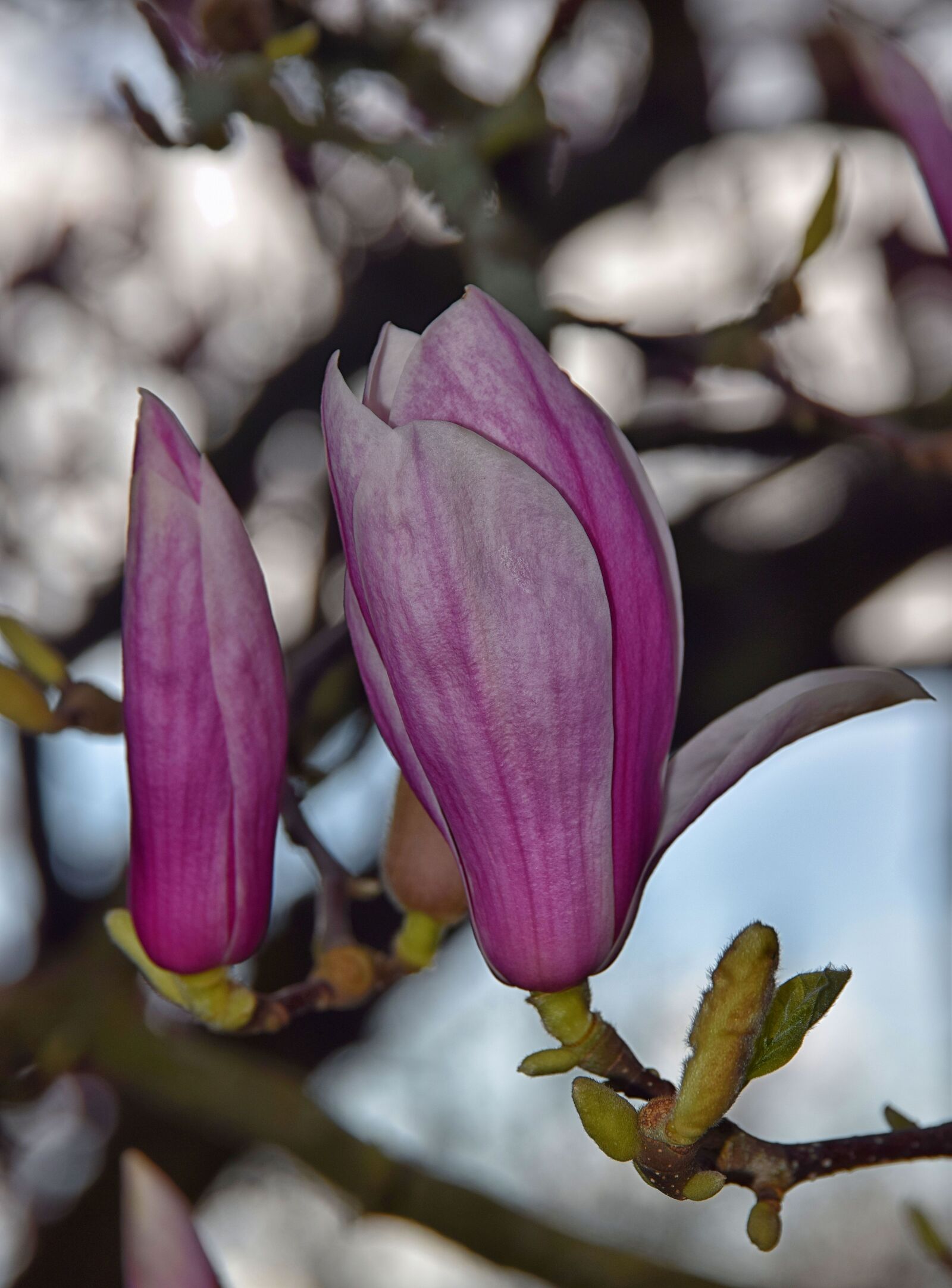 Nikon D5300 sample photo. Pink, white, spring photography