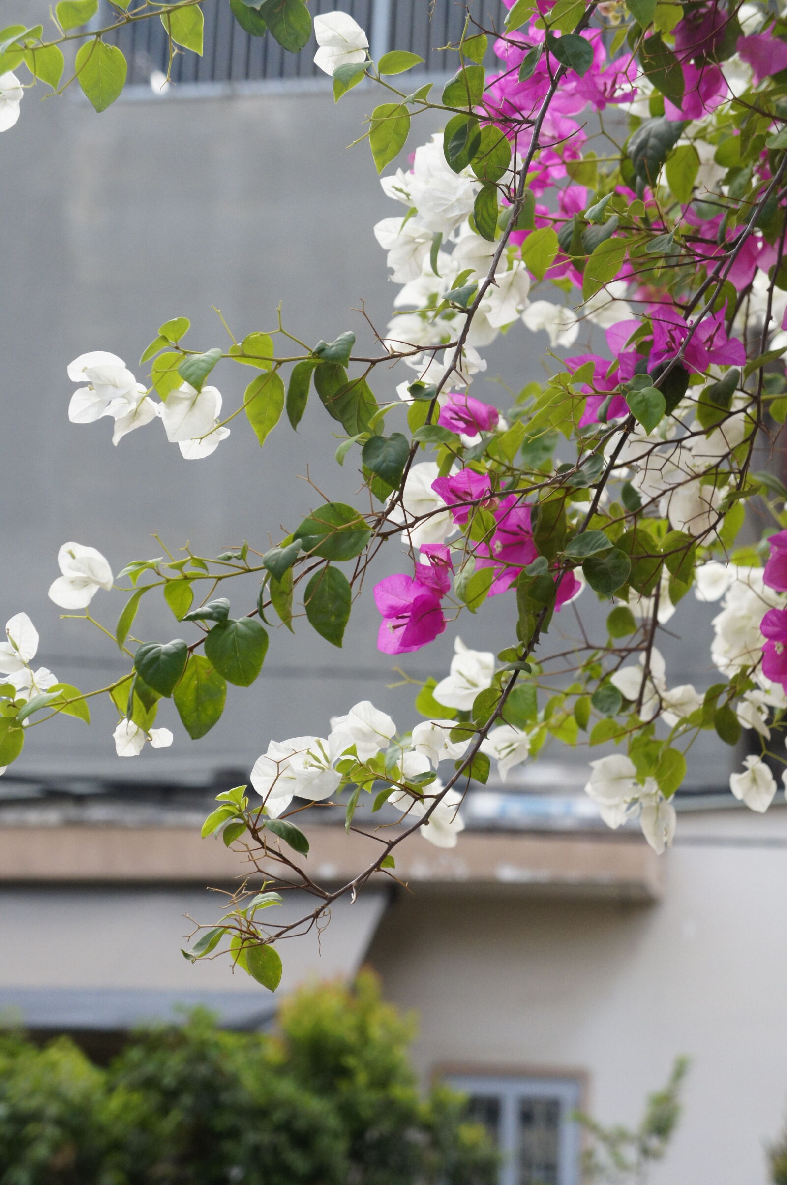 Sony E 18-55mm F3.5-5.6 OSS sample photo. Flowers photography