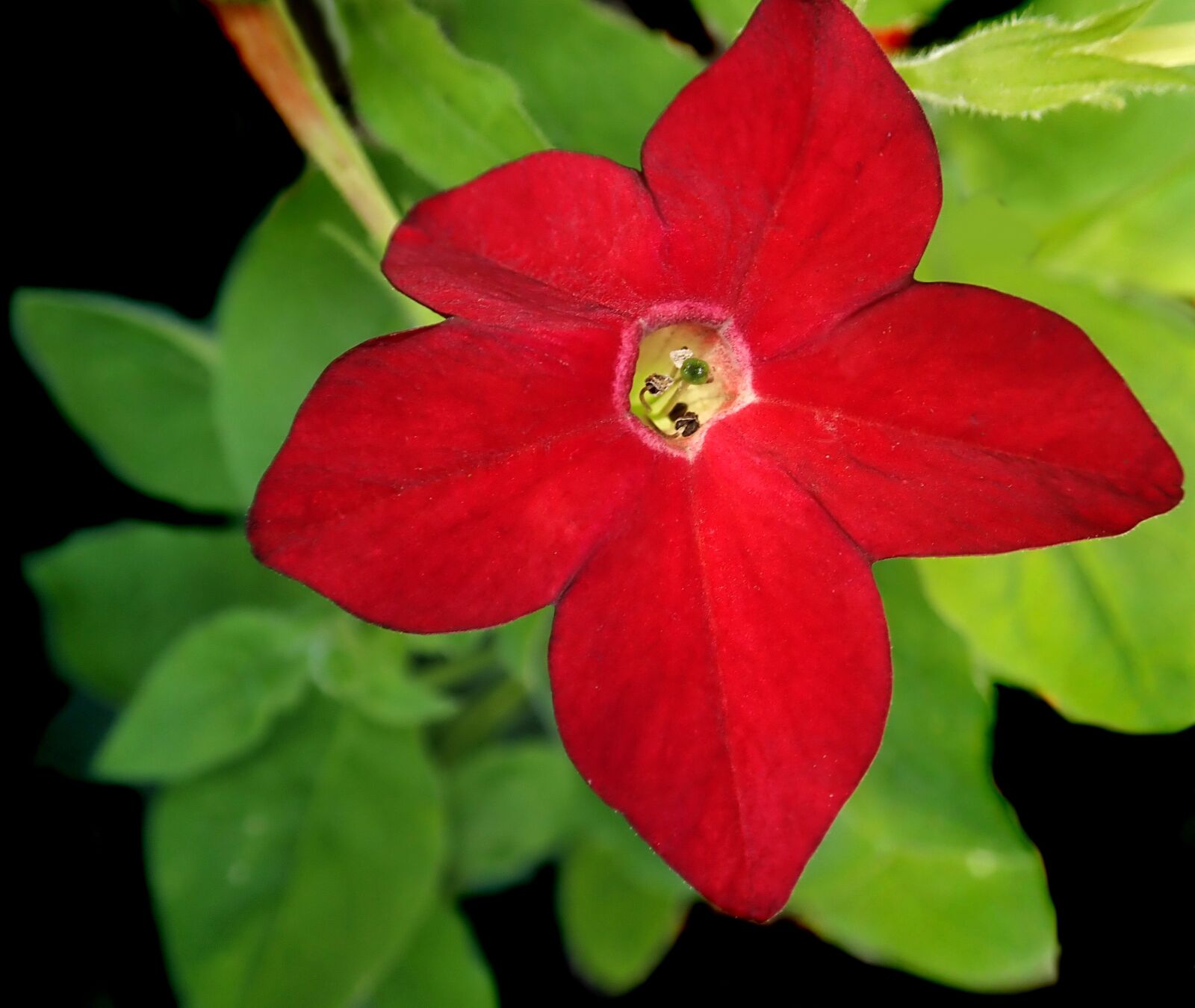 Olympus TG-5 sample photo. Flower, red, tobacco photography