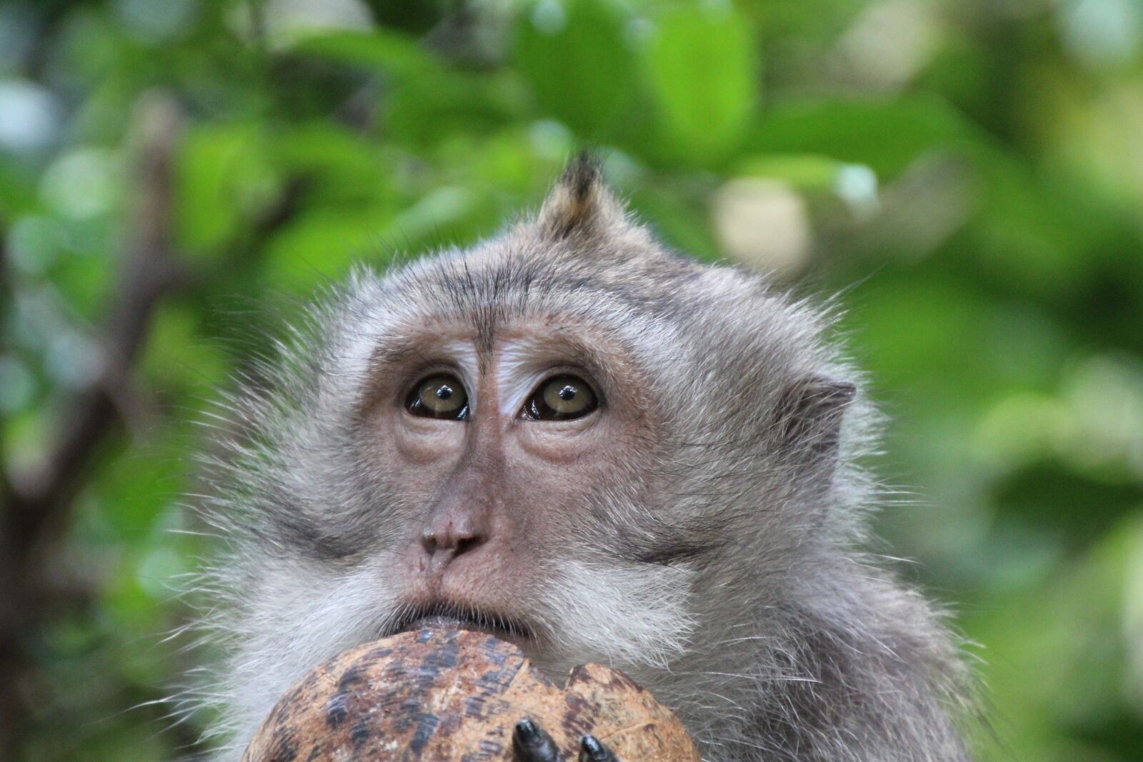 Canon EOS 1200D (EOS Rebel T5 / EOS Kiss X70 / EOS Hi) sample photo. Monkey, coconut, eyes photography