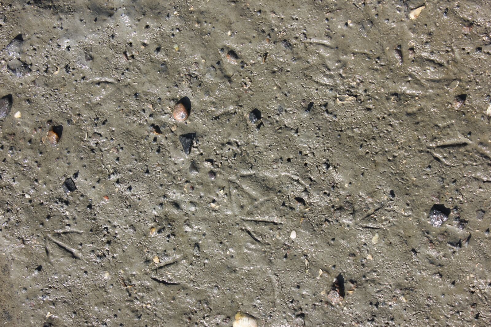 Canon EOS 550D (EOS Rebel T2i / EOS Kiss X4) sample photo. Watts, traces, wadden sea photography