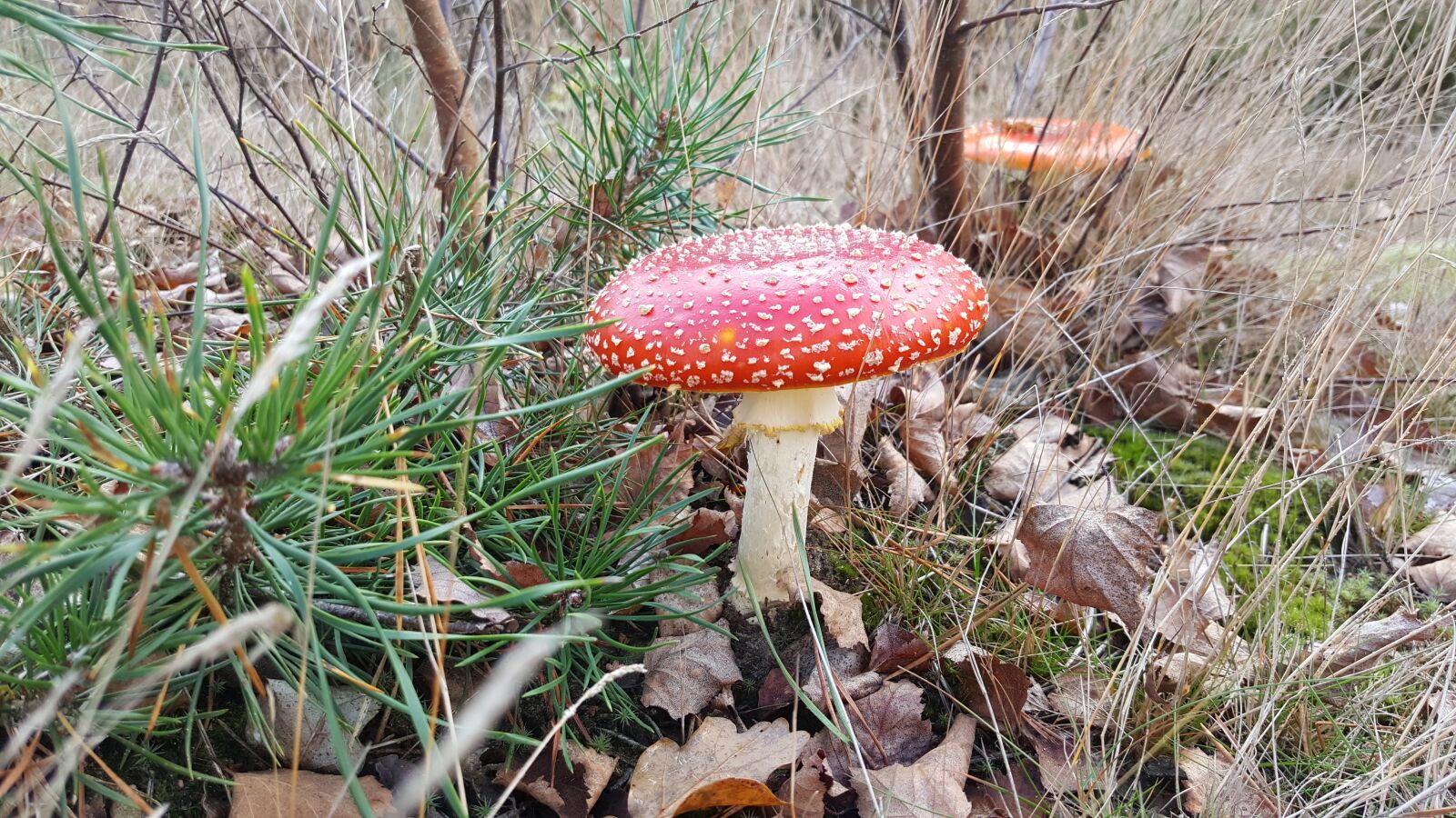 Samsung GALAXY S6 edge sample photo. Autumn, padestoel, red photography