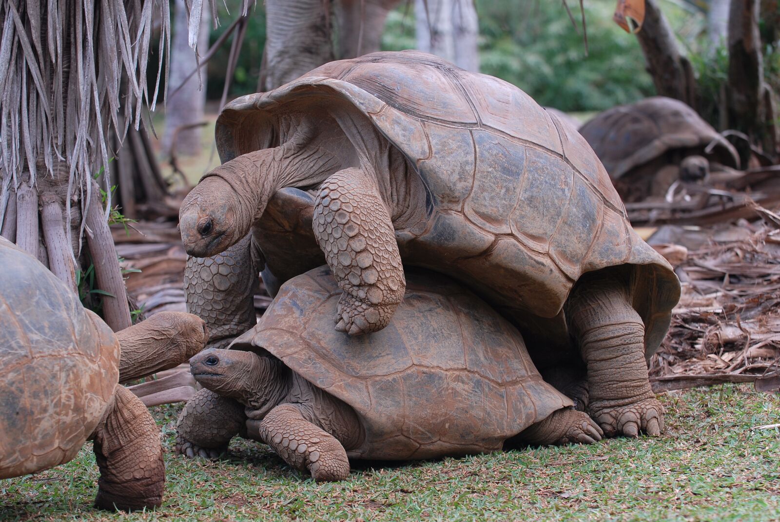 Nikon D200 sample photo. Giant tortoise, animal, turtle photography