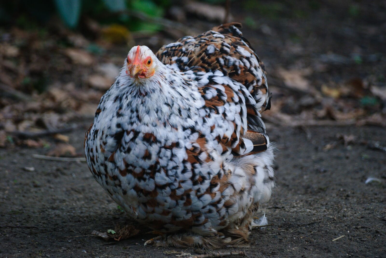 Nikon D80 sample photo. Lower short, hen, gallinac photography
