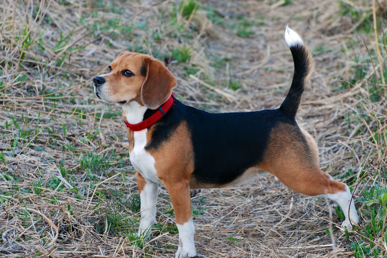 Nikon D80 sample photo. Dog, walk, pet photography