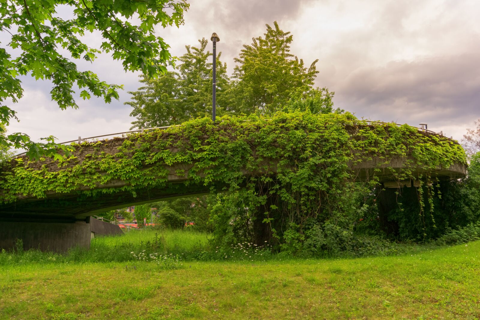 Sony a6000 sample photo. Bridge, concrete, branches photography