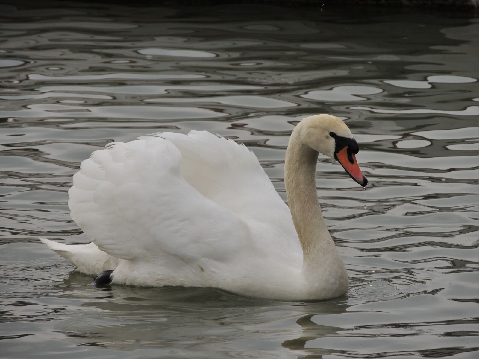 Nikon Coolpix P510 sample photo. Swan, white, bird photography