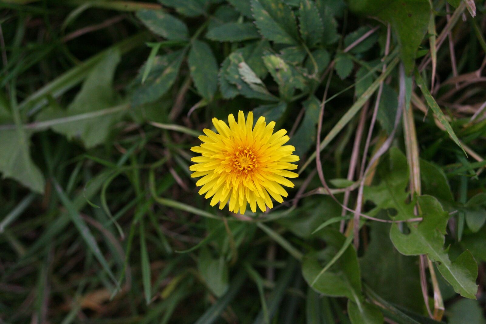 Canon EOS-1D Mark II N sample photo. Macro, flowers, summer photography