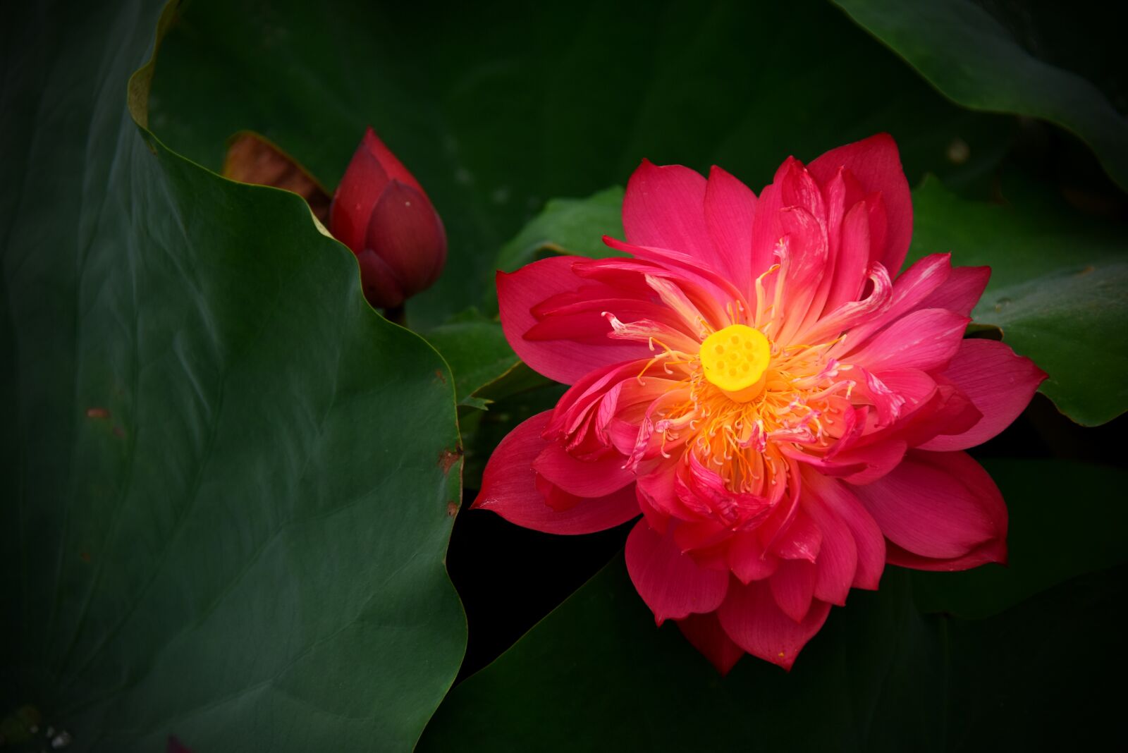 Nikon D7200 sample photo. Lotus flowers, red, nice photography