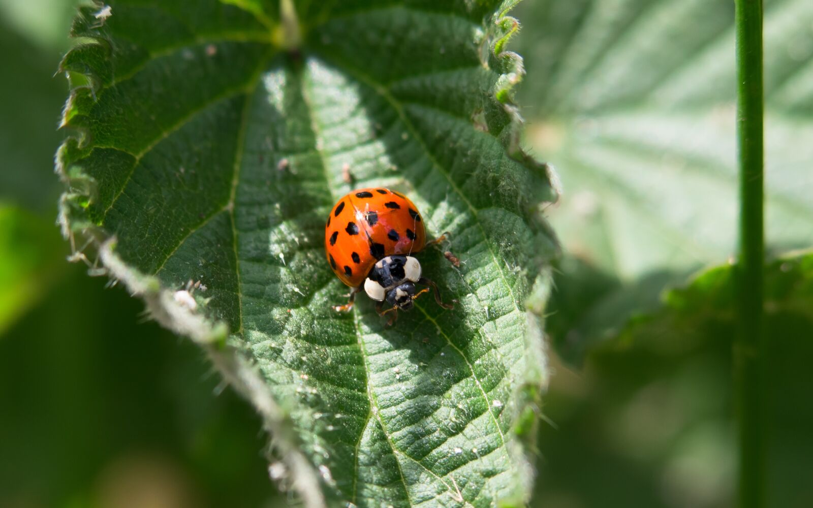 Canon PowerShot G3 X sample photo. Ladybug, beetle, leaf photography