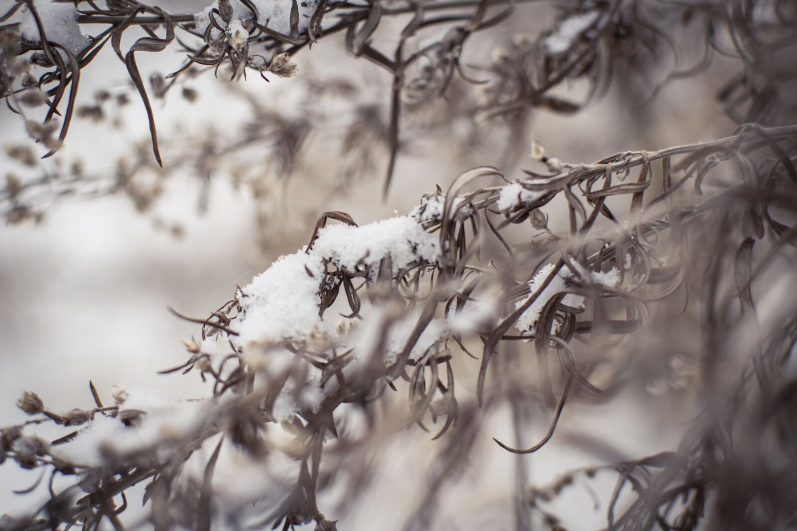 Nikon D5300 sample photo. Snow, winter, plants photography