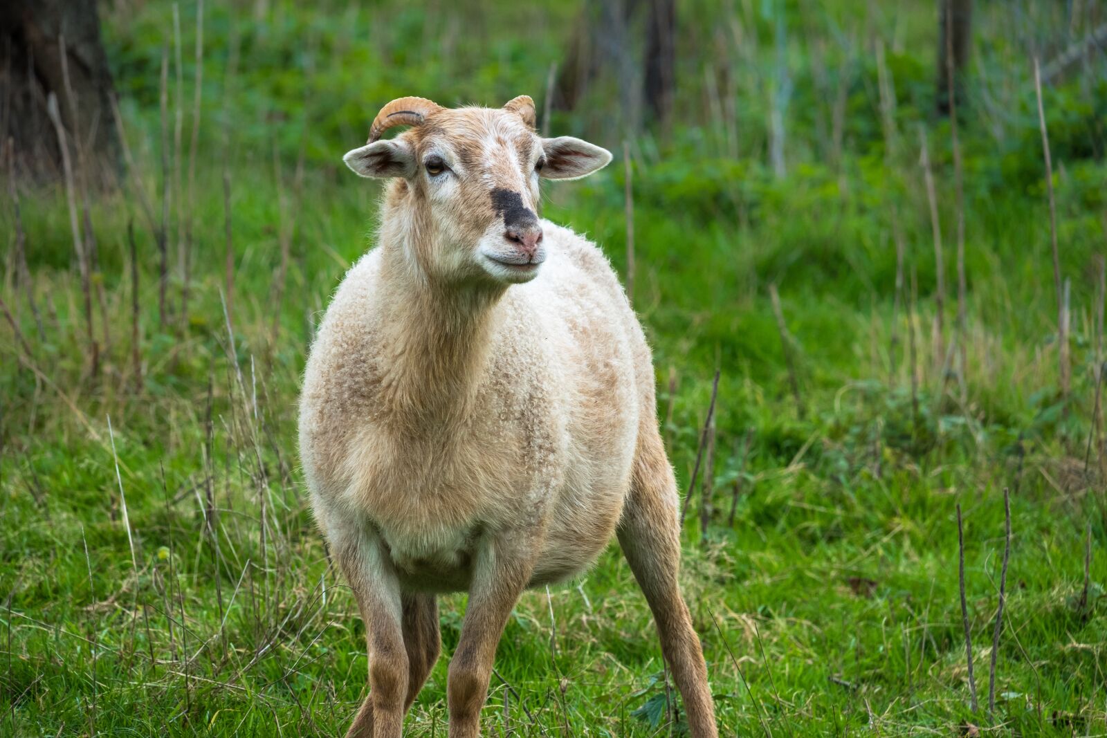Canon PowerShot G3 X sample photo. Sheep, view, look photography