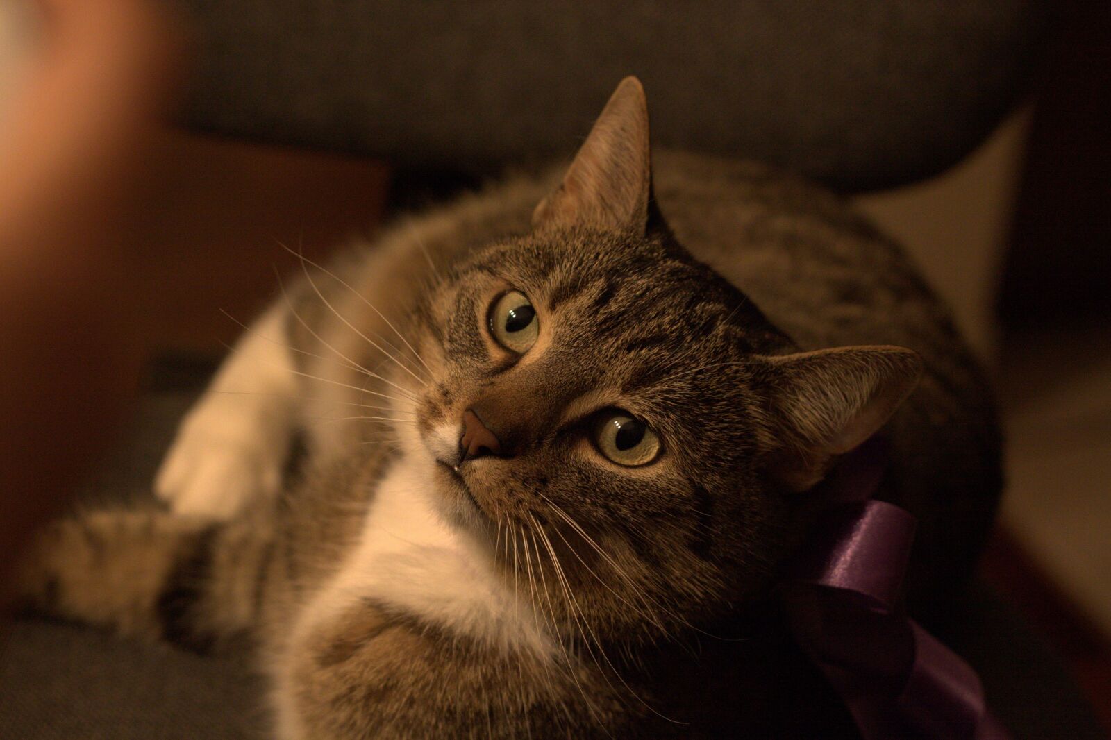Canon EOS 50D sample photo. Cat, animal, domestic cat photography
