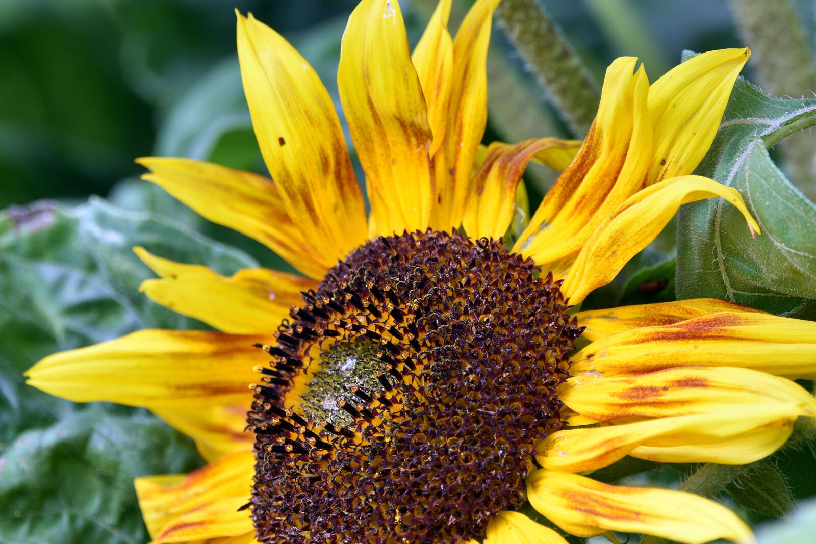 Nikon D3400 sample photo. Sunflower, flower, garden photography