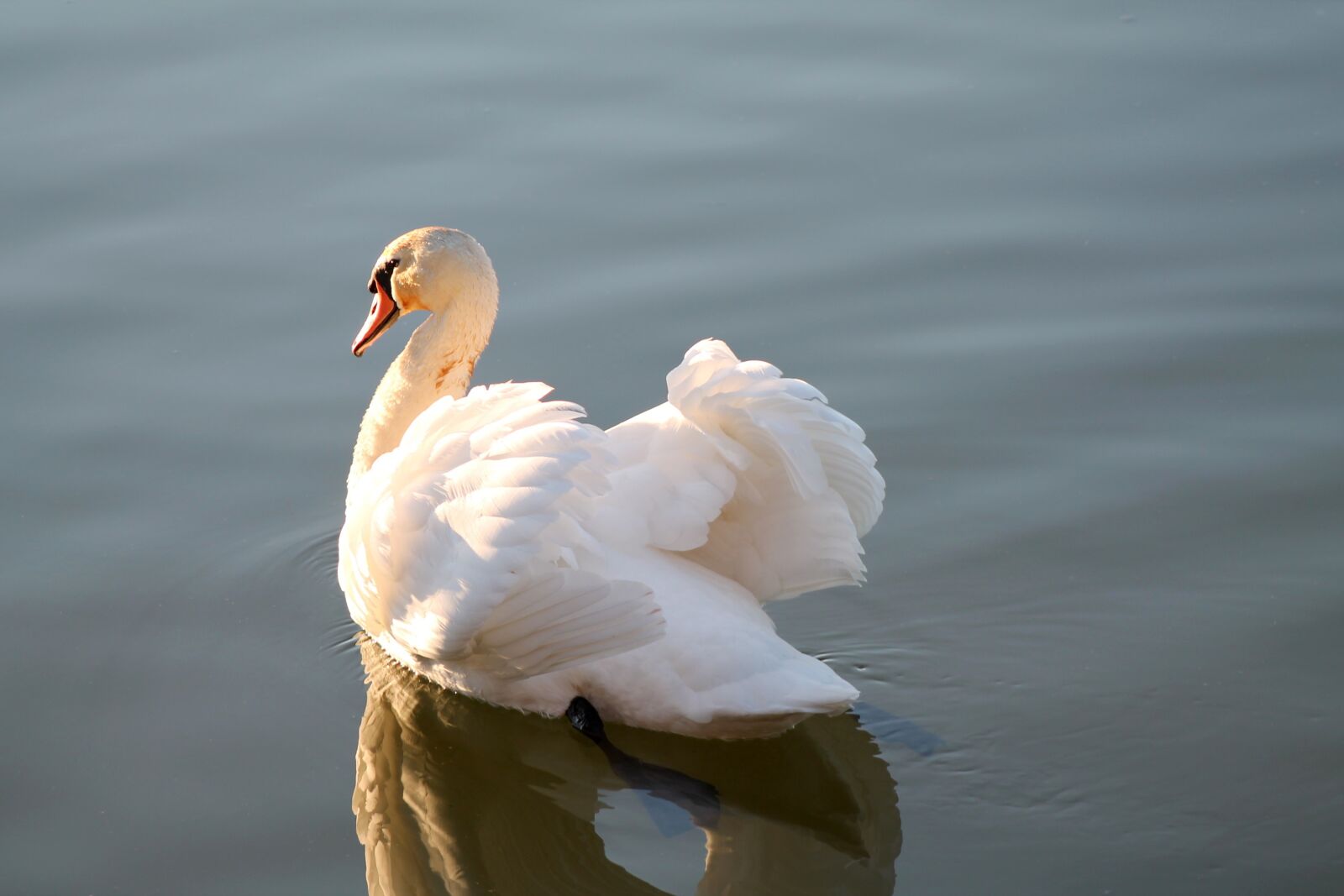 Canon EOS 1100D (EOS Rebel T3 / EOS Kiss X50) + EF75-300mm f/4-5.6 sample photo. Swan, bird, feathers photography