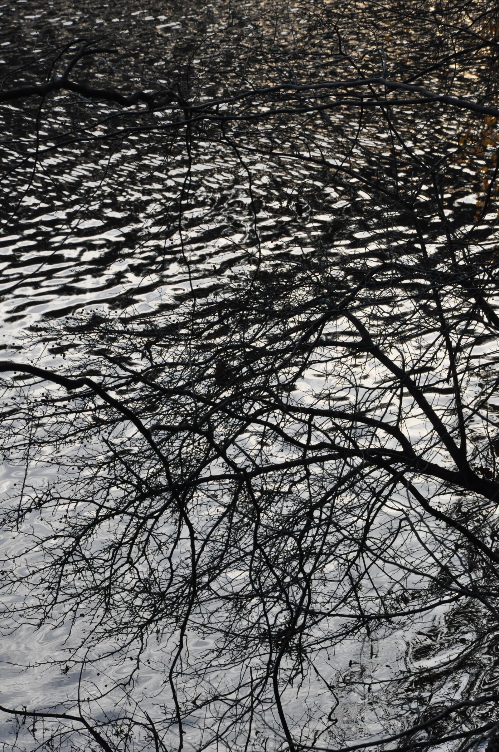 Nikon D90 sample photo. Branches, lake, pond photography