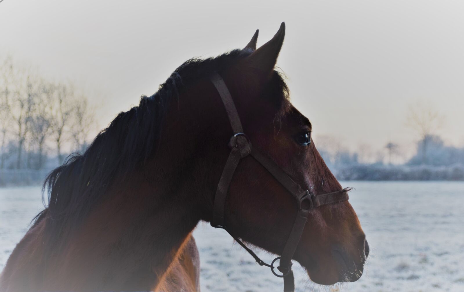 Nikon D5300 sample photo. Horses, winter, normandy photography