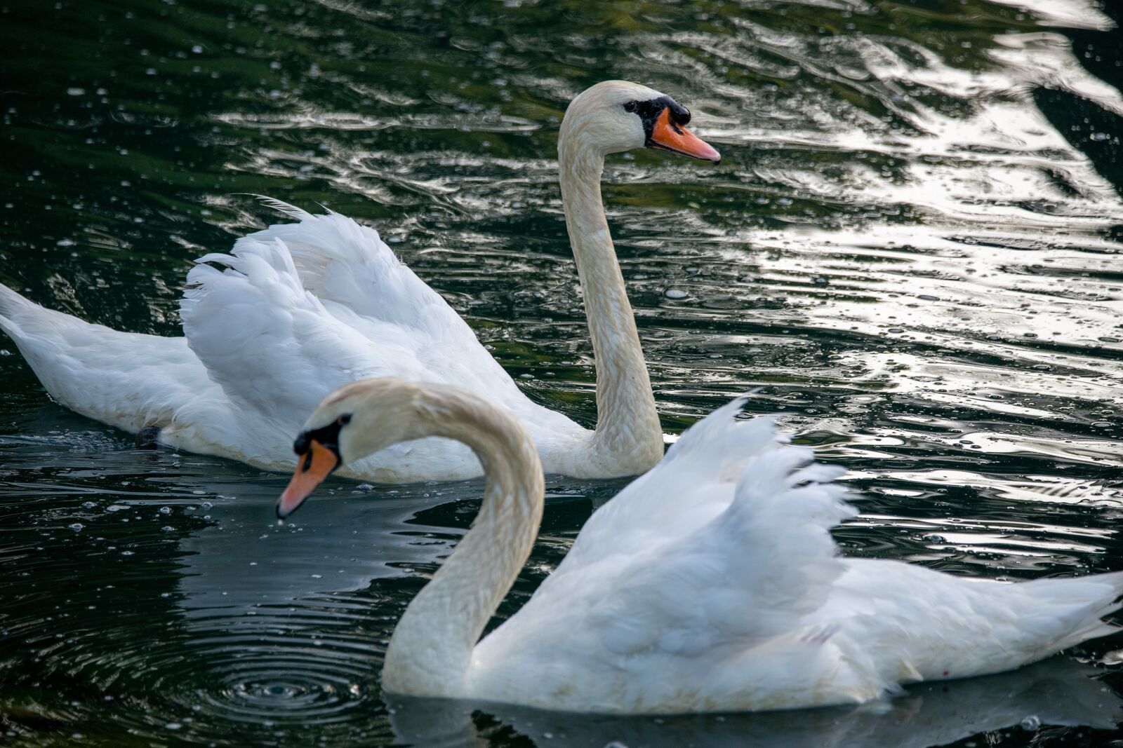 Nikon D850 sample photo. Swan, mute swan, swans photography