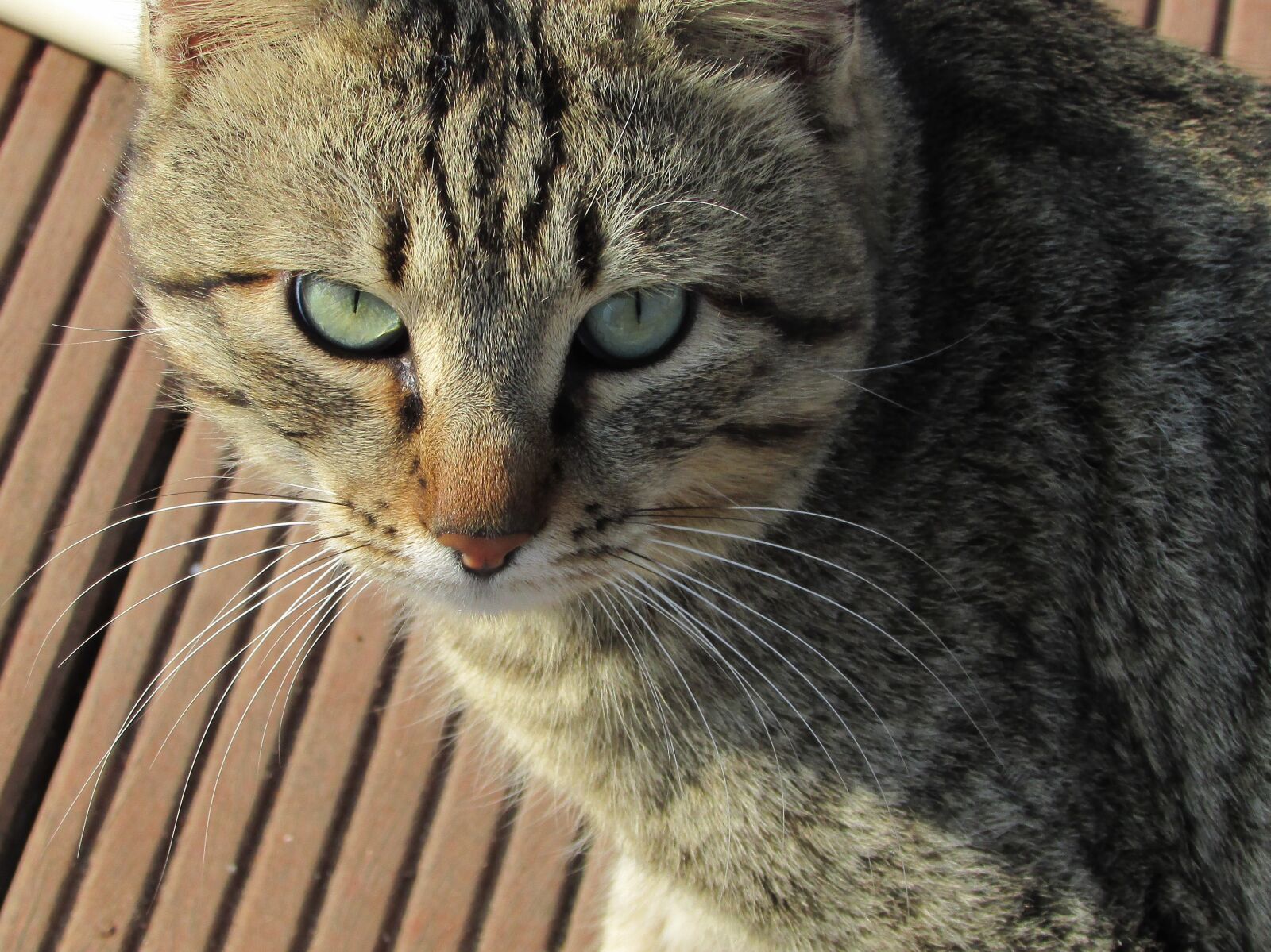 Canon PowerShot SX400 IS sample photo. Cat, eyes, animal photography