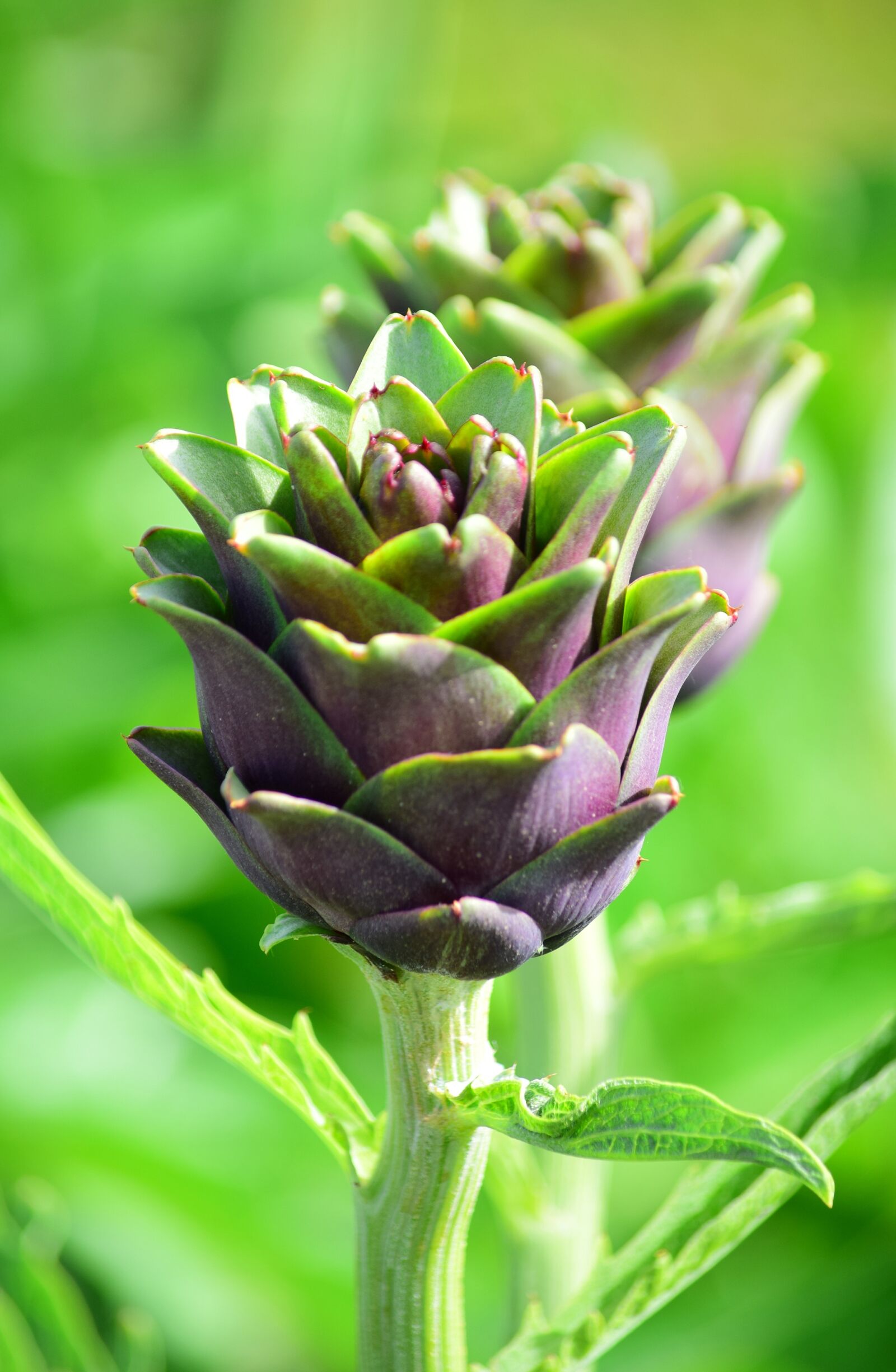 Nikon D5300 sample photo. Artichoke, campaign, summer photography
