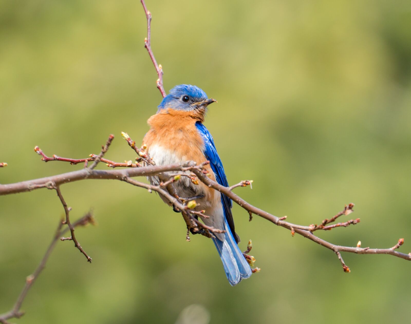 Sony FE 70-300mm F4.5-5.6 G OSS sample photo. Blue bird, bird, bird photography