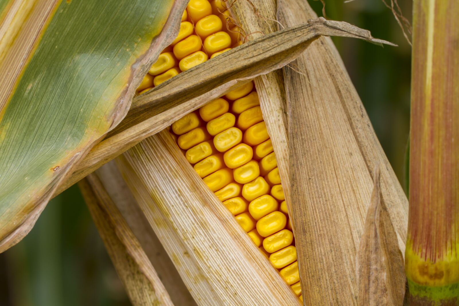 Tamron SP AF 60mm F2 Di II LD IF Macro sample photo. Corn, corn on the photography