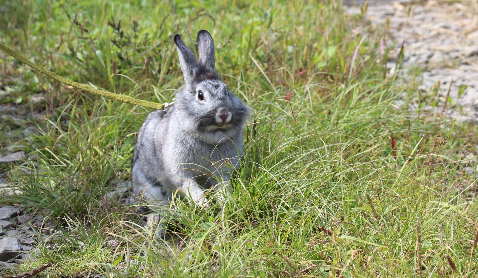 Canon EOS 650D (EOS Rebel T4i / EOS Kiss X6i) sample photo. Rabbit, gray rabbit, green photography