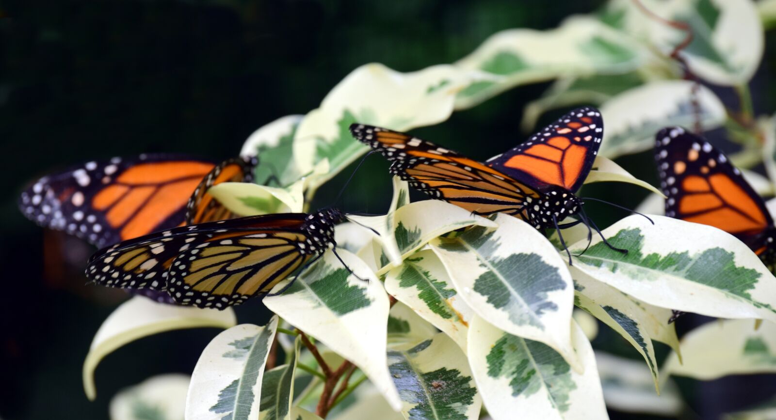 Nikon D3300 sample photo. Monarch, close up, tropical photography
