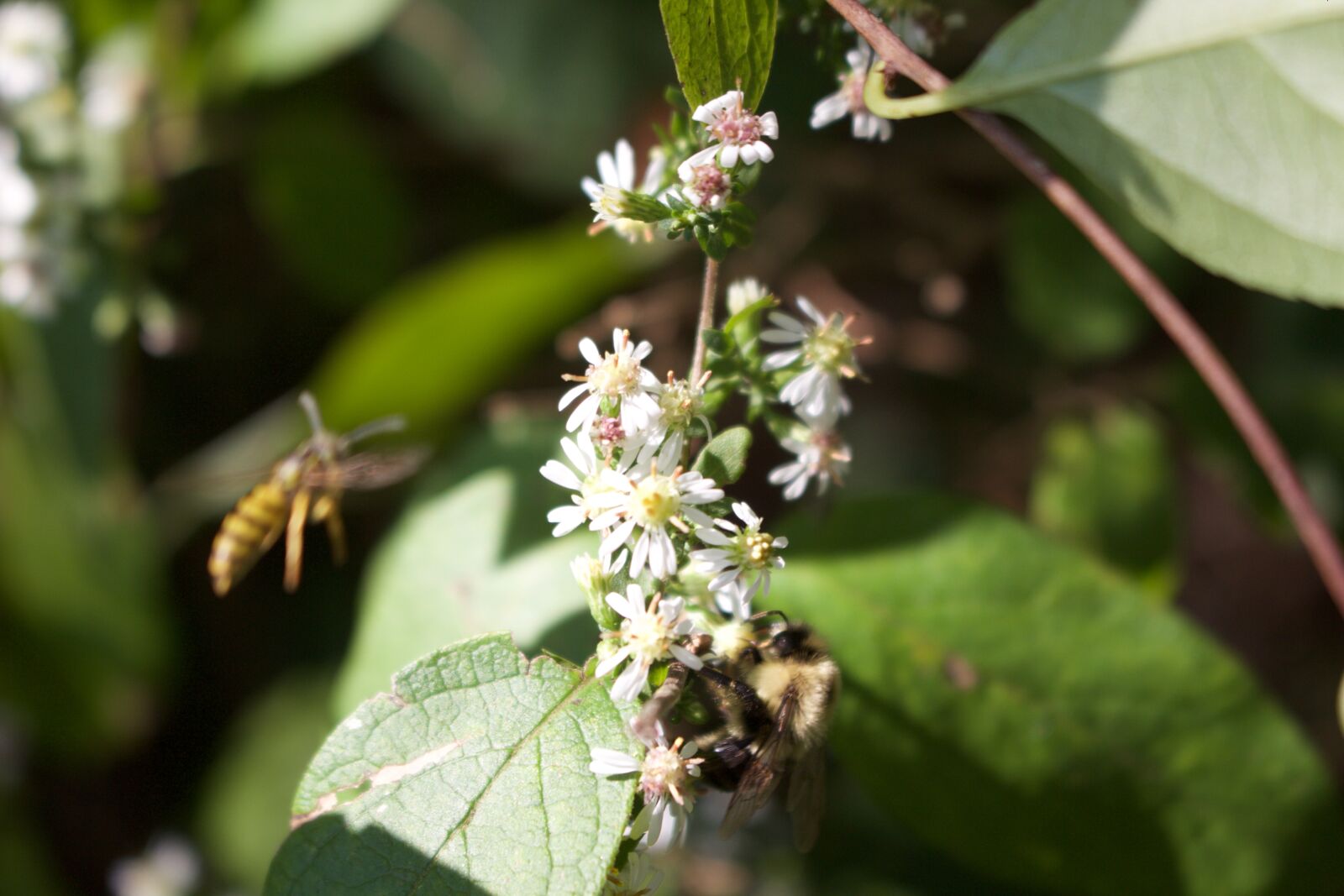 Canon EOS 700D (EOS Rebel T5i / EOS Kiss X7i) sample photo. Amazing, bees, bumble, bee photography