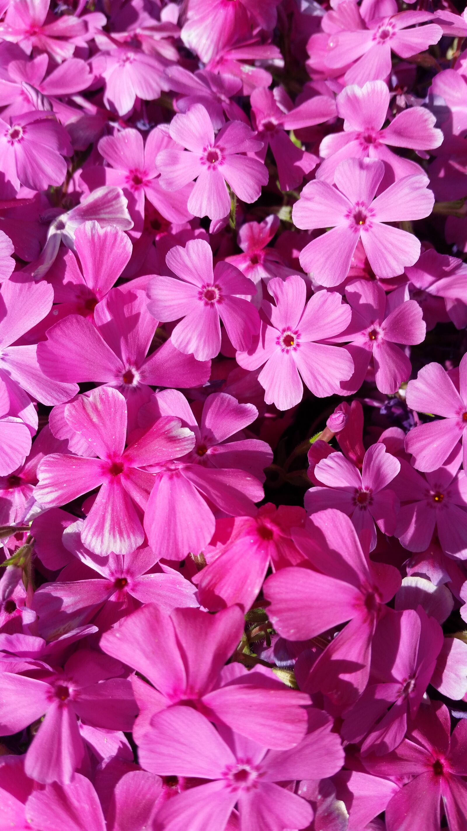 Samsung Galaxy S5 sample photo. Spring flowers, wildflower, flowers photography