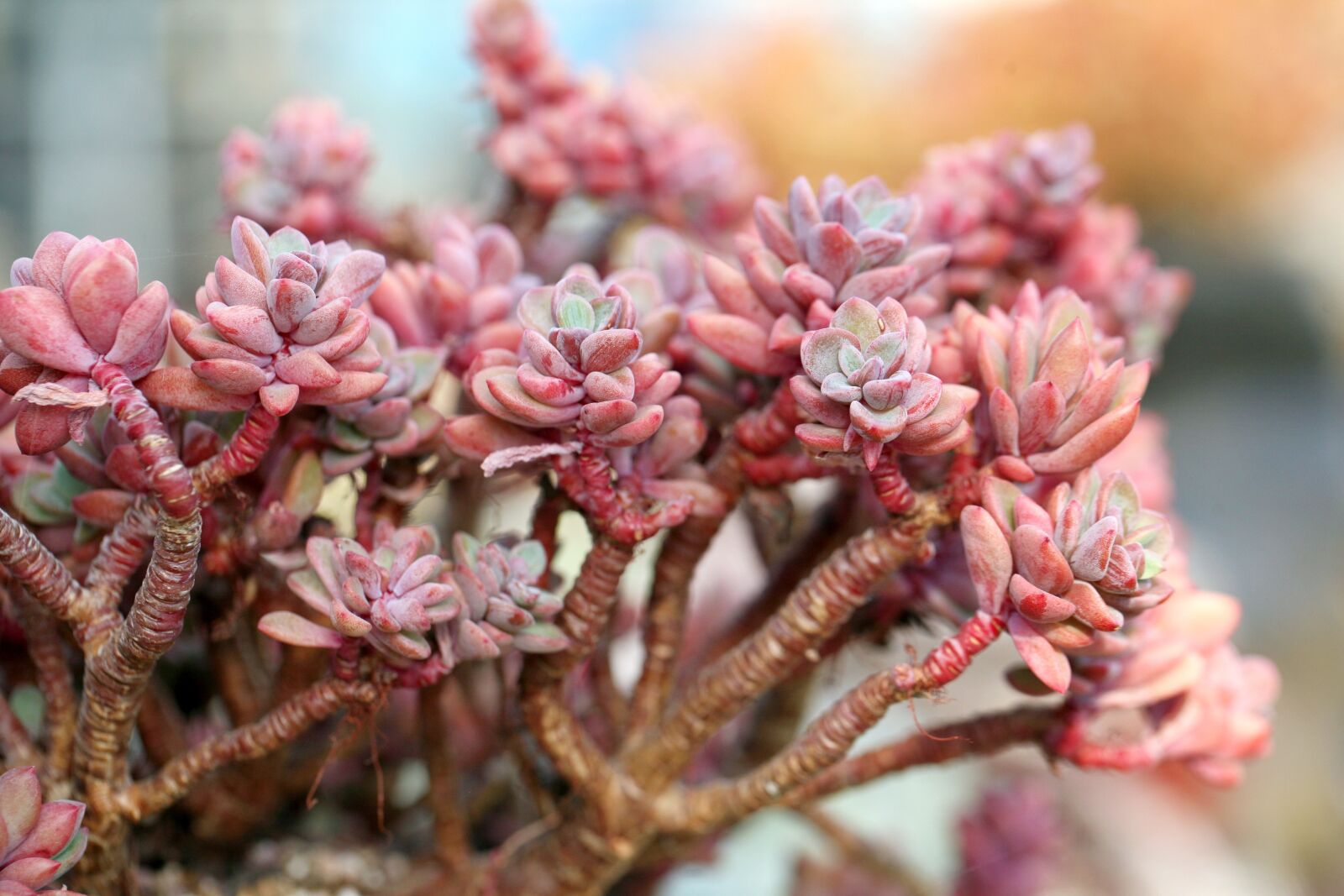 Canon EOS 5D sample photo. A fleshy plant, fleshy photography