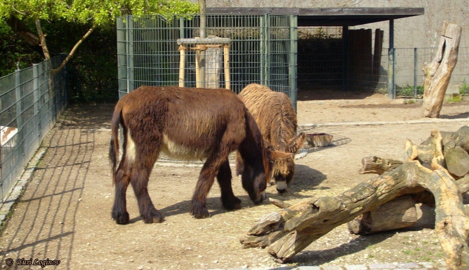 Samsung Digimax S700 / Kenox S700 / Digimax Cyber 730 sample photo. Berlin, deutschland, germany, tiergarten photography